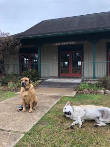 Boo + Charlie Dogs At Cafeteria Entrance