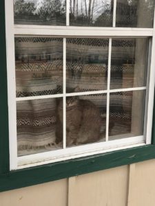 Louie The Cat In The House Window